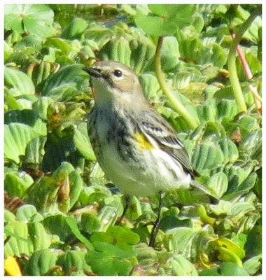 Myrtle Warbler 2 - Florida