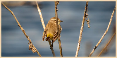 Myrtle Warbler 3 - Florida