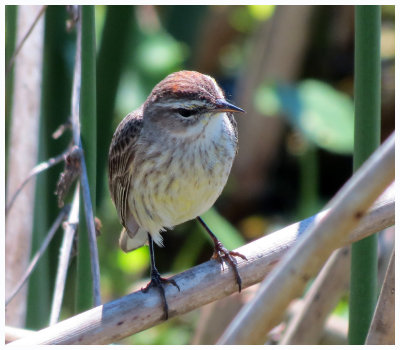 Palm Warbler 2 - Florida