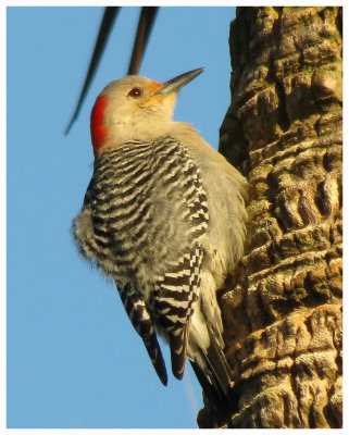 Red-bellied Woodpecker - Florida