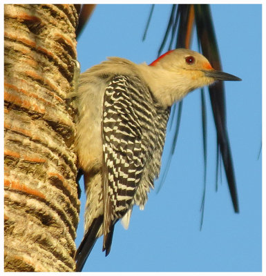 Red-bellied Woodpecker 2 - Florida