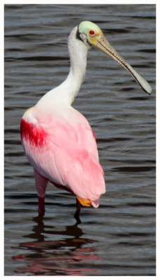 Roseate Spoonbill 9 - Florida