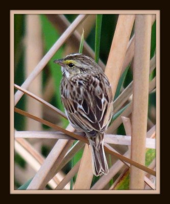 Savannah Sparrow - Florida