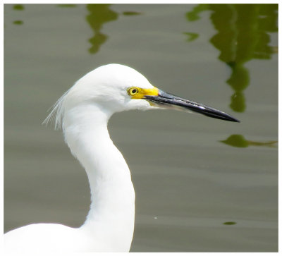 Snowy Egret 2 - Florida
