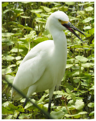 Snowy Egret 3 - Florida
