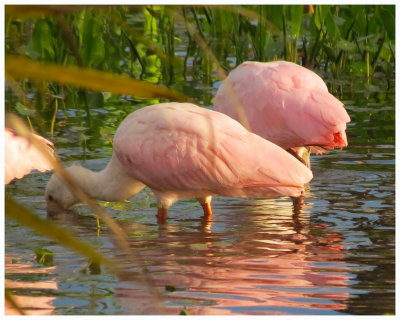 Sunrise on the Roseatte Spoonbills