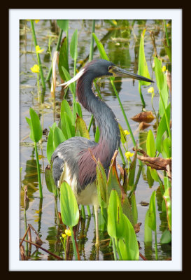 Tricoloured Heron 3 - Florida