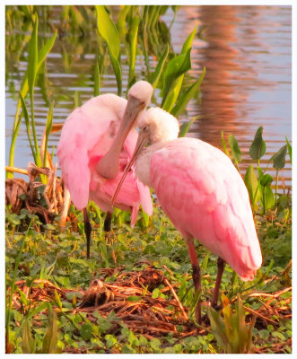 Two Roseatte Spoonbills - Florida