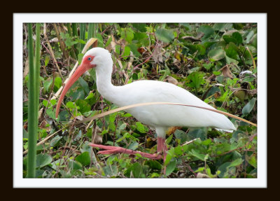 White Ibis - Florida