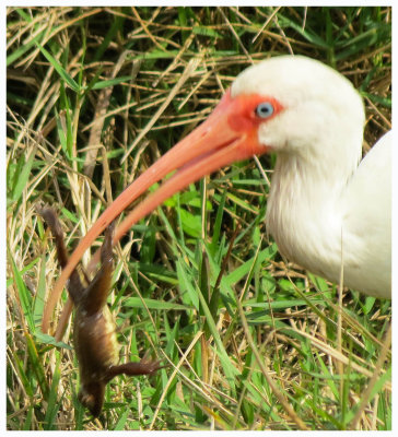 White Ibis Dangling Frog