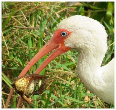 White Ibis with Frog - Florida