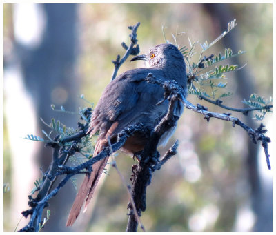 Mockingbird - Arizona