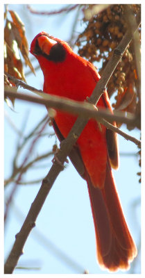 Northern Cardinal Curiosity - Arizona