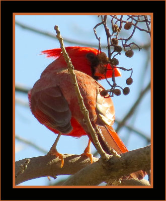 Northern Cardinal Shoulder Check - Arizona