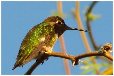 Anna's Hummingbird 2 - Arizona