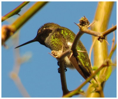 Anna's Hummingbird 3 - Arizona