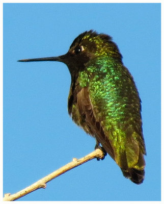 Anna's Hummingbird 4 - Arizona