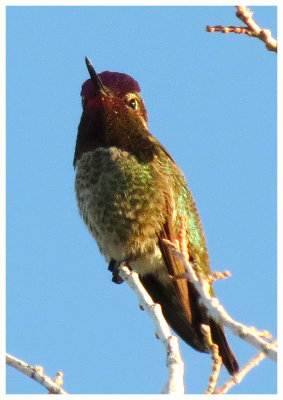 Anna's Hummingbird 5 - Arizona