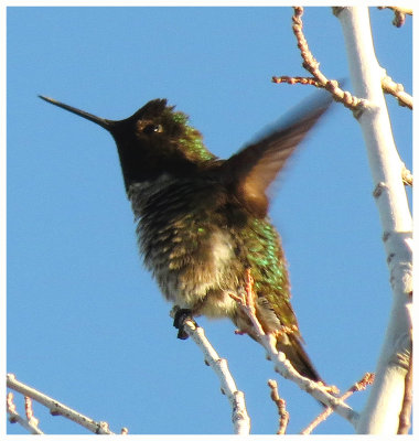 Anna's Hummingbird 6 - Arizona