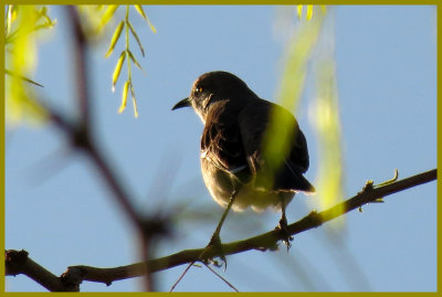 Mockingbird Greeting the Dawn