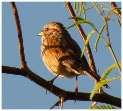 Song Sparrow Early Morning Sun - Arizona