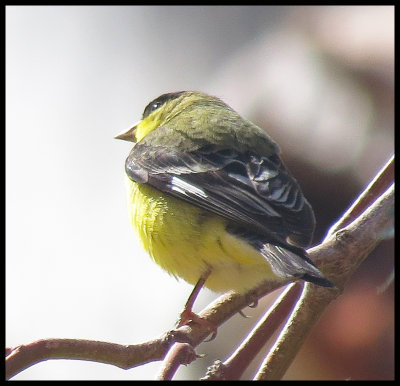 Lesser Goldfinch - Arizona