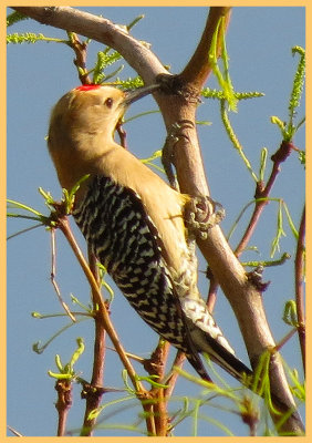 Gila Woodpecker - Arizona