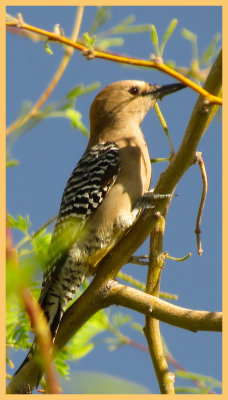 Gila Woodpecker 2 - Arizona