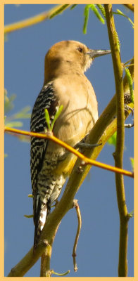 Gila Woodpecker 3 - Arizona