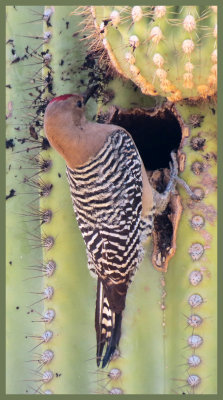 Gila Woodpecker on Saguaro Cactus - Arizona