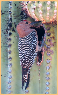 Gila Woodpecker on Saguaro Cactus 2 - Arizona