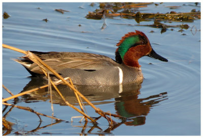 Green-winged Teal 5 - Arizona