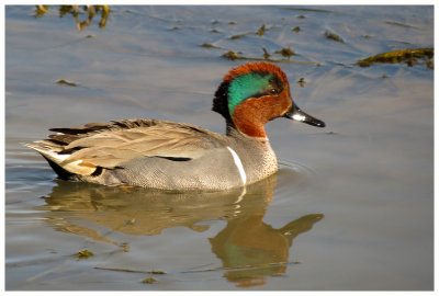 Green-winged Teal 6 - Arizona