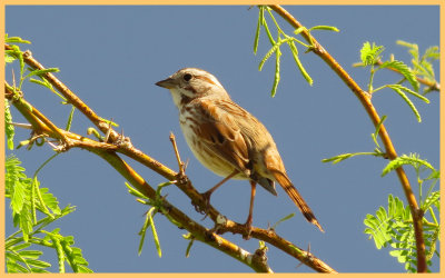 Savannah Sparrow - Arizona