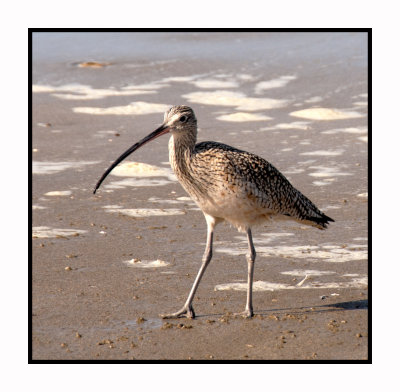 MB98 Long-billed Curlew