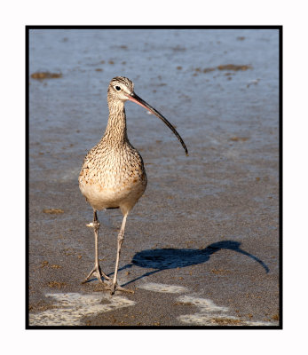 MB111 Long-billed Curlew