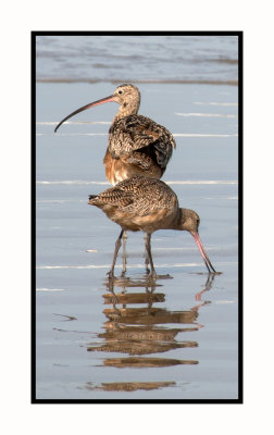 MB147 Marbled Godwit with Long-billed Curlew in Background