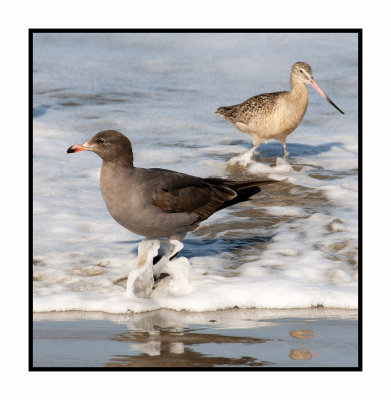 MB176 Second Year Heermann's Gull & Marbled Godwit