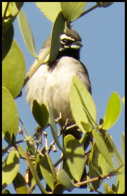 Black-Throated Sparrow
