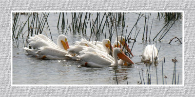 American White Pelicans Gathering