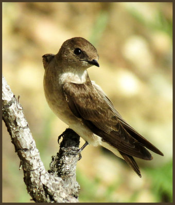 ARGHO 20 Northern Rough-winged Swallow