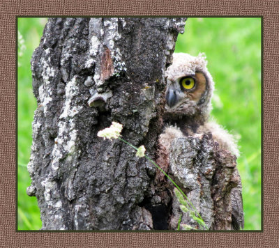 ARGHO 87 Peek-a-Boo Juvenile Great Horned Owl