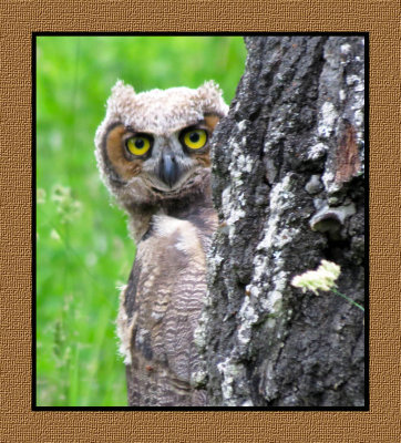 ARGHO 94 Juvenile Great Horned Owl