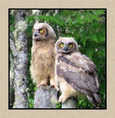 ARGHO 114 Juvenile Great Horned Owl