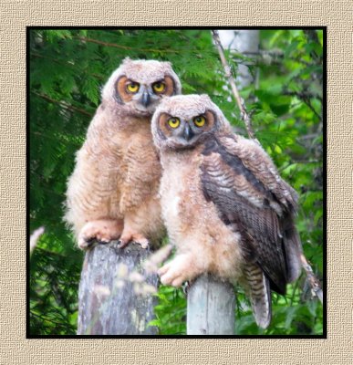 ARGHO 152 Juvenile Great Horned Owls
