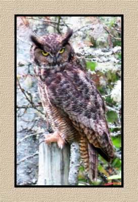 ARGHO 180 Great Horned Owl
