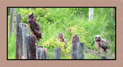 ARGHO 201 Adult Great Horned Owl and Two Juveniles