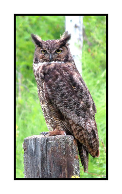 ARGHO 233 Great Horned Owl