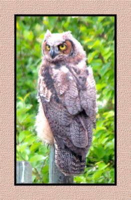 ARGHO 235 Juvenile Great Horned Owl