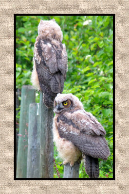ARGHO 243 Juvenile Great Horned Owls